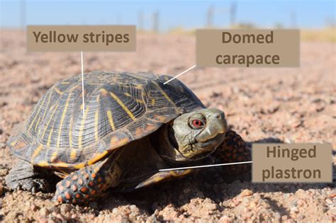 ornate box turtle distribution|ornate box turtle vs eastern.